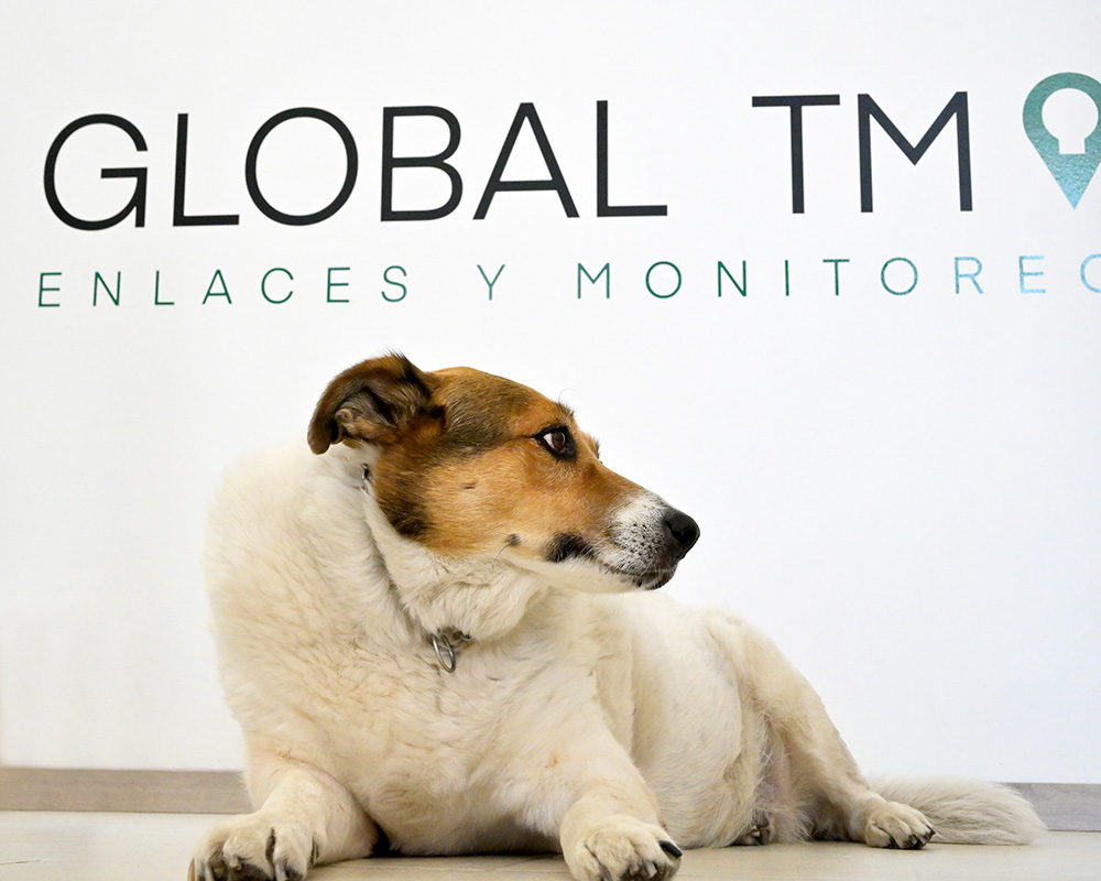 Global-TM_perrito